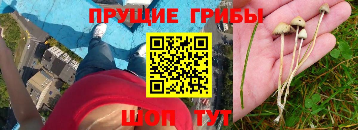 Заречный  закладка  Вход с VPN  Галлюциногенные грибы Psilocybine cubensis 